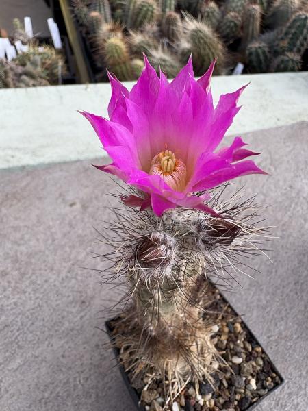 Echinocereus palmeri